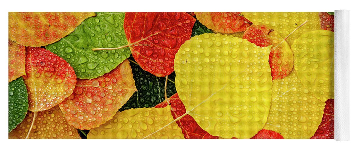 Aspen Forest Yoga Mat featuring the photograph Colorful Aspen tree leaves with water drops by Teri Virbickis