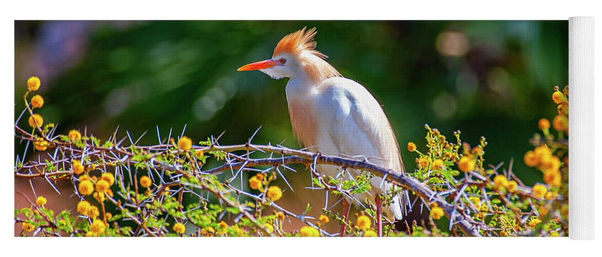 Egret Yoga Mat featuring the photograph Colorful Cattle Egret by Anthony Jones