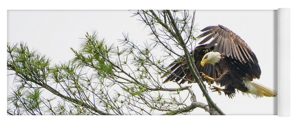 Bald Eagle Yoga Mat featuring the photograph Coming in for a Landing by Robert J Wagner