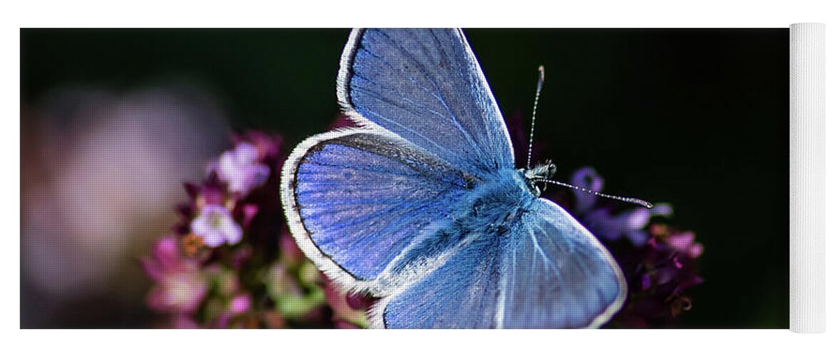 Common Blue Yoga Mat featuring the photograph Common Blue like the oregano by Torbjorn Swenelius