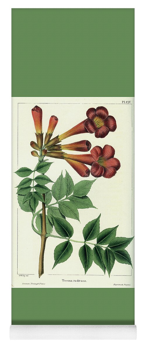 Common Trumpet Flower Yoga Mat featuring the drawing Common Trumpet Flower by Unknown