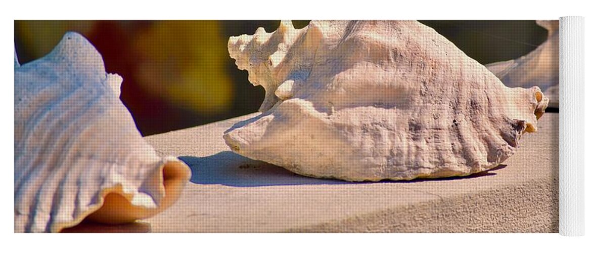 Photograph Yoga Mat featuring the photograph Conch Convention by Debra Grace Addison