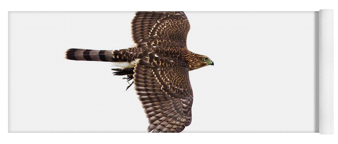 Cooper's Yoga Mat featuring the photograph Cooper's hawk with prey by Mircea Costina Photography