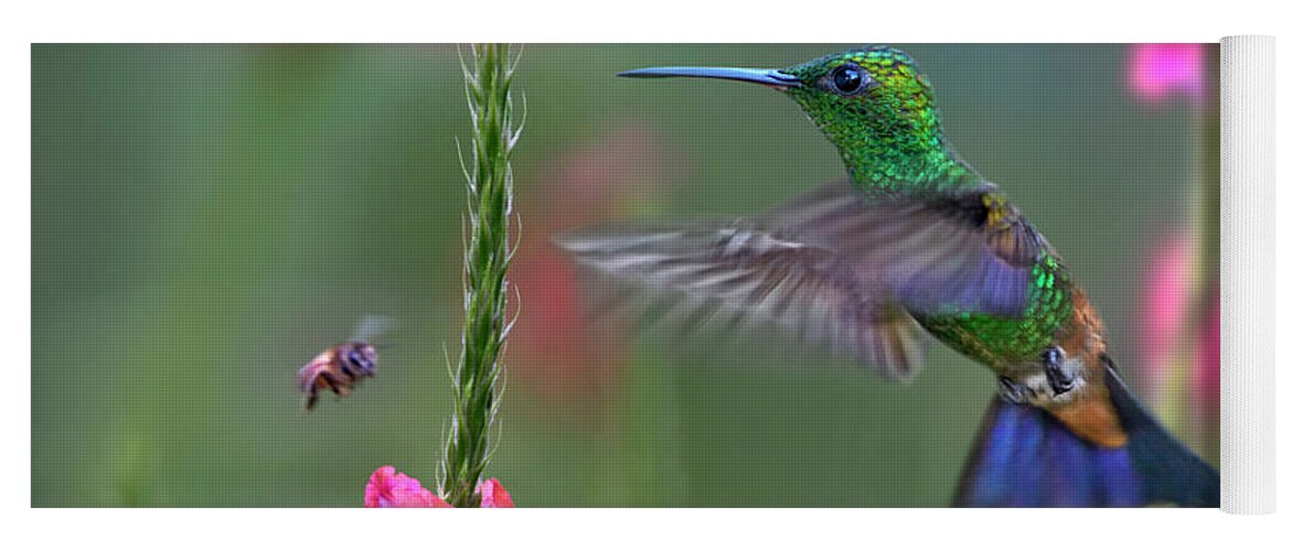 00557677 Yoga Mat featuring the photograph Copper-rumped Hummingbird, Trinidad by Tim Fitzharris