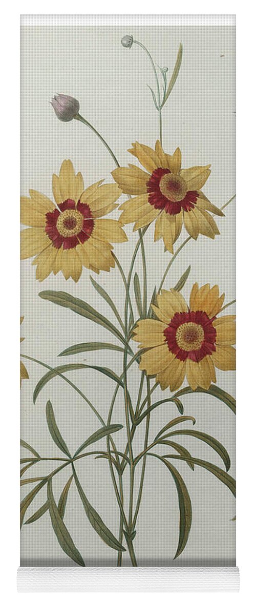Redoute Yoga Mat featuring the painting Coreopsis or Tickseed by Pierre-Joseph Redoute