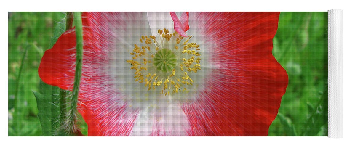Papaver Rhoeas Yoga Mat featuring the photograph Corn Poppy 20 by Amy E Fraser