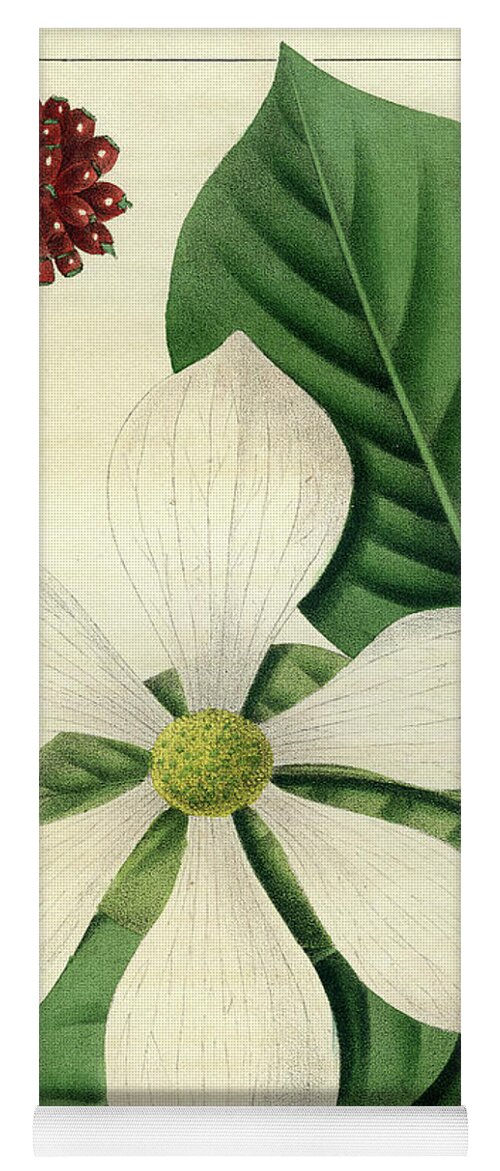 Pacific Dogwood Yoga Mat featuring the drawing Cornus Nuttallii by Unknown