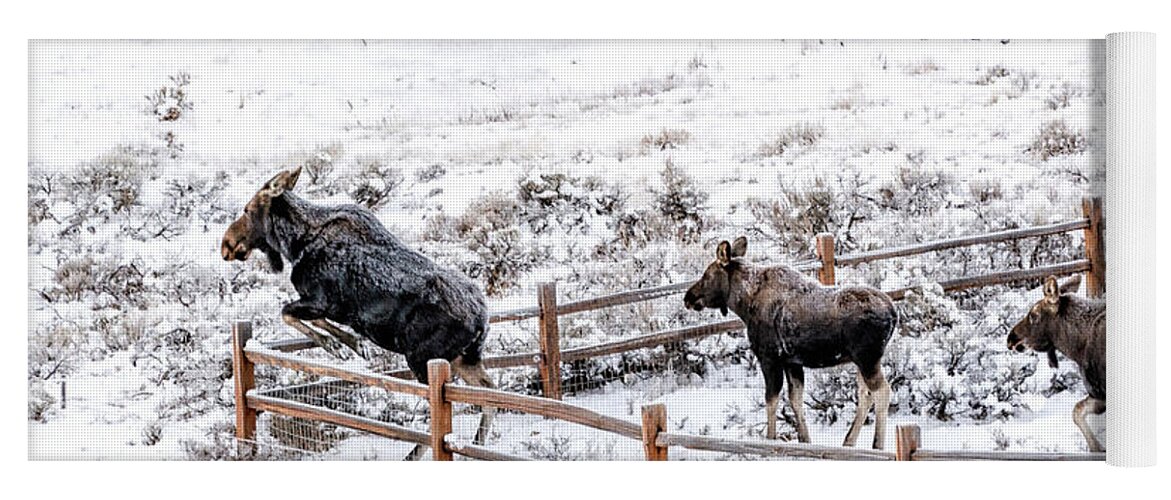Cow Moose Yoga Mat featuring the photograph Cow Moose Leaping Fence by Stephen Johnson