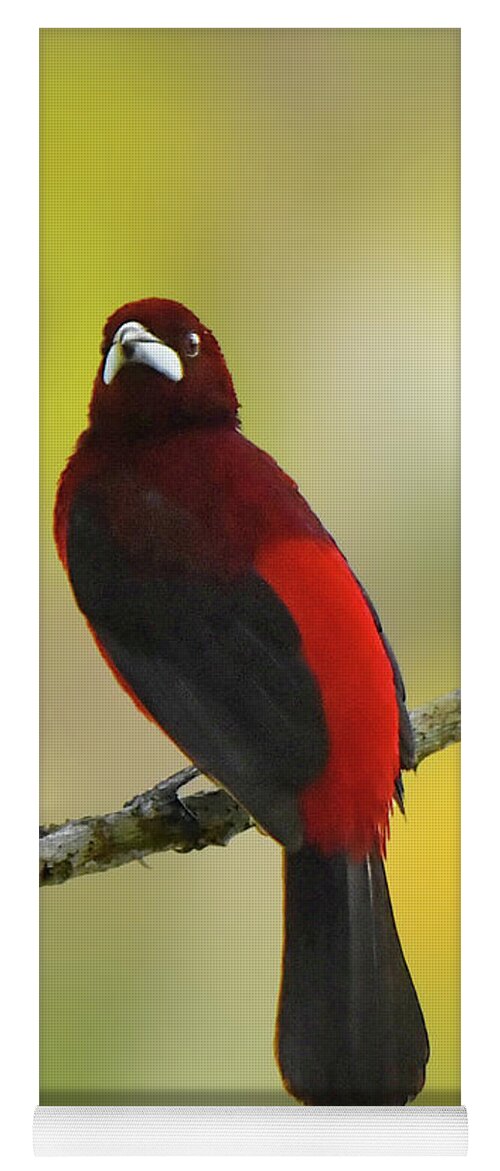 Bird Yoga Mat featuring the photograph Crimson-backed Tanager by Alan Lenk
