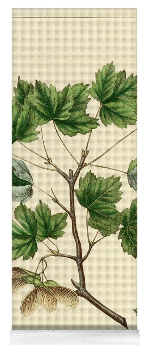 Currant Leaved Maple Yoga Mat featuring the drawing Currant Leaved Maple by Unknown