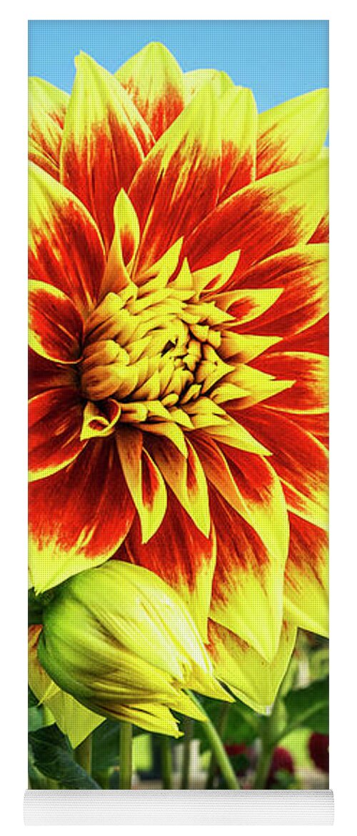 Nature Yoga Mat featuring the photograph Dahlia by Phil Cardamone