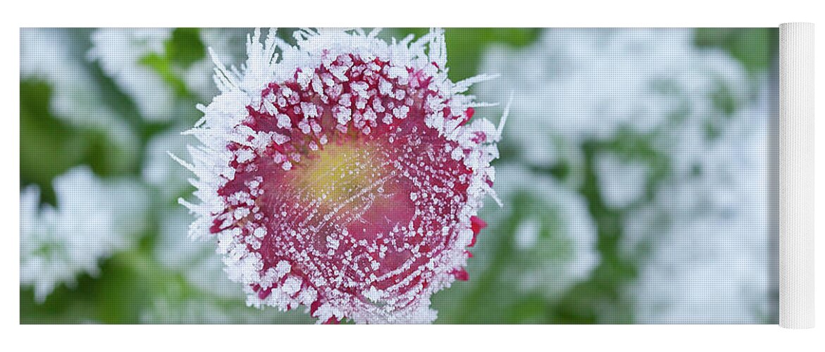 Frozen Yoga Mat featuring the photograph Daisy frozen in winter garden by Simon Bratt