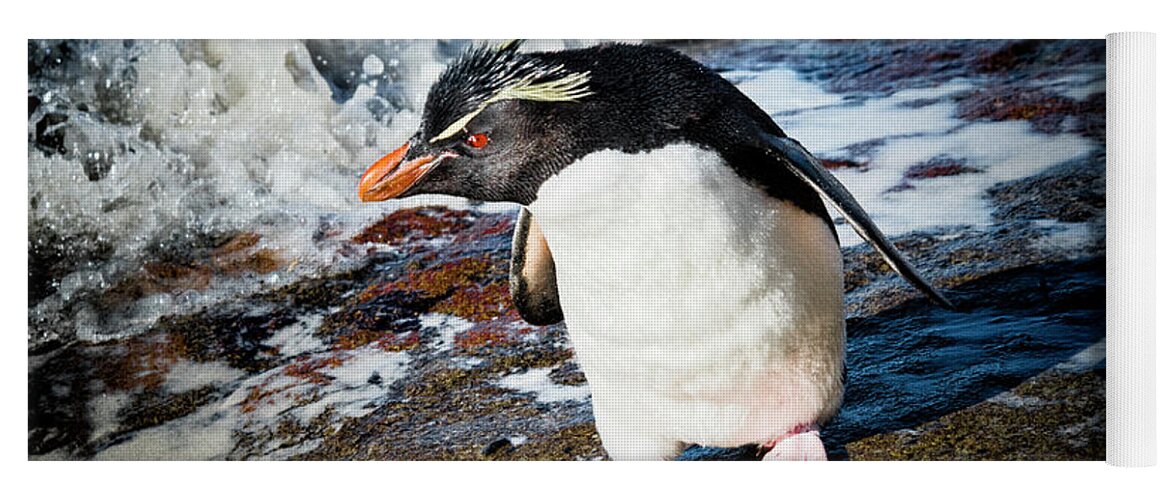 Rockhopper Penguin Yoga Mat featuring the photograph Determined Attitude by Paulette Sinclair
