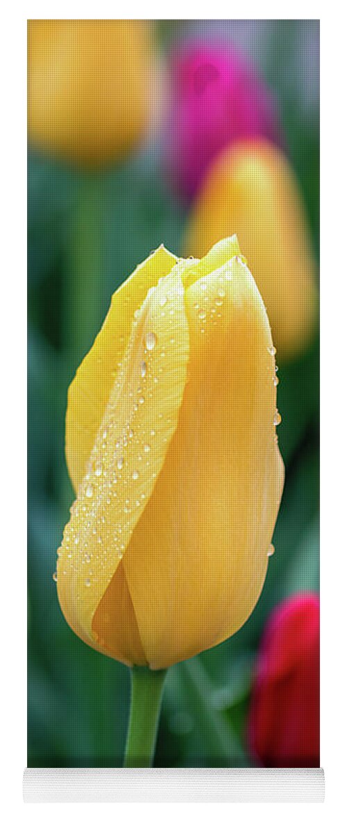 Tulips Yoga Mat featuring the photograph Dew Kissed Tulips by Jack Clutter
