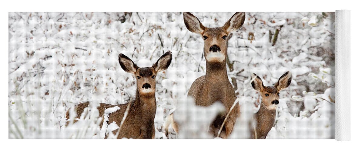 Deer Yoga Mat featuring the photograph Doe Mule Deer in Snow by Steven Krull