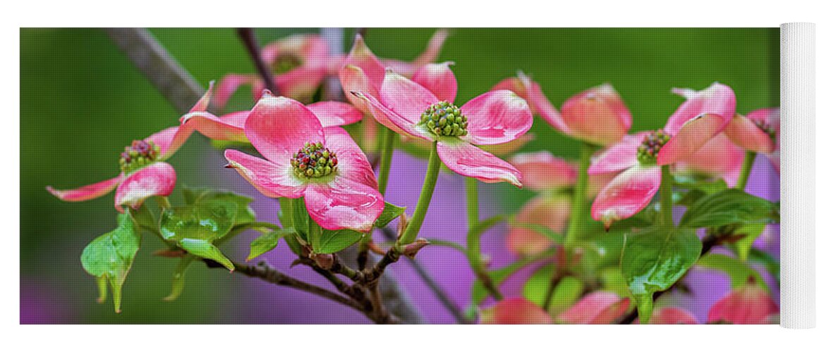 Dogwood Yoga Mat featuring the photograph Dogwood blossom glow by Jack Clutter