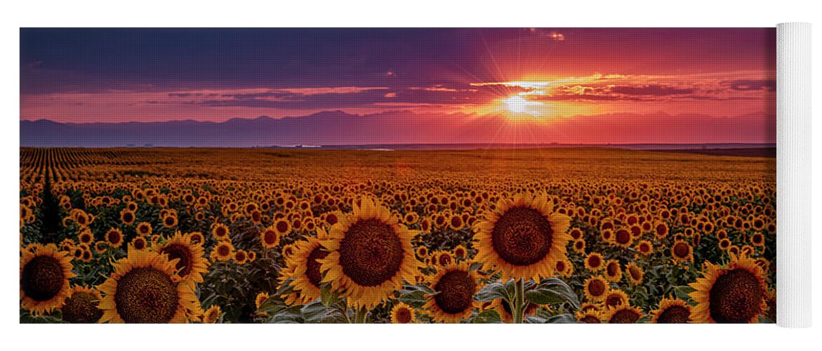 Colorado Yoga Mat featuring the photograph Dramatic Colorful Colorado Sunflower Sunset by Teri Virbickis