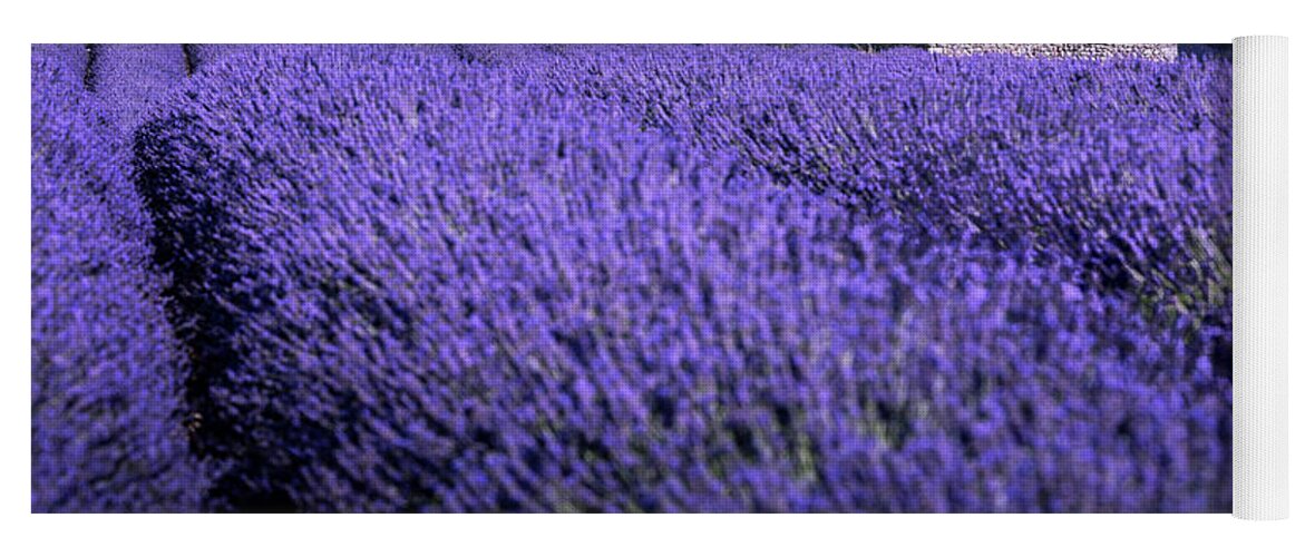 Bloom Yoga Mat featuring the photograph Dreaming Purple by Francesco Riccardo Iacomino