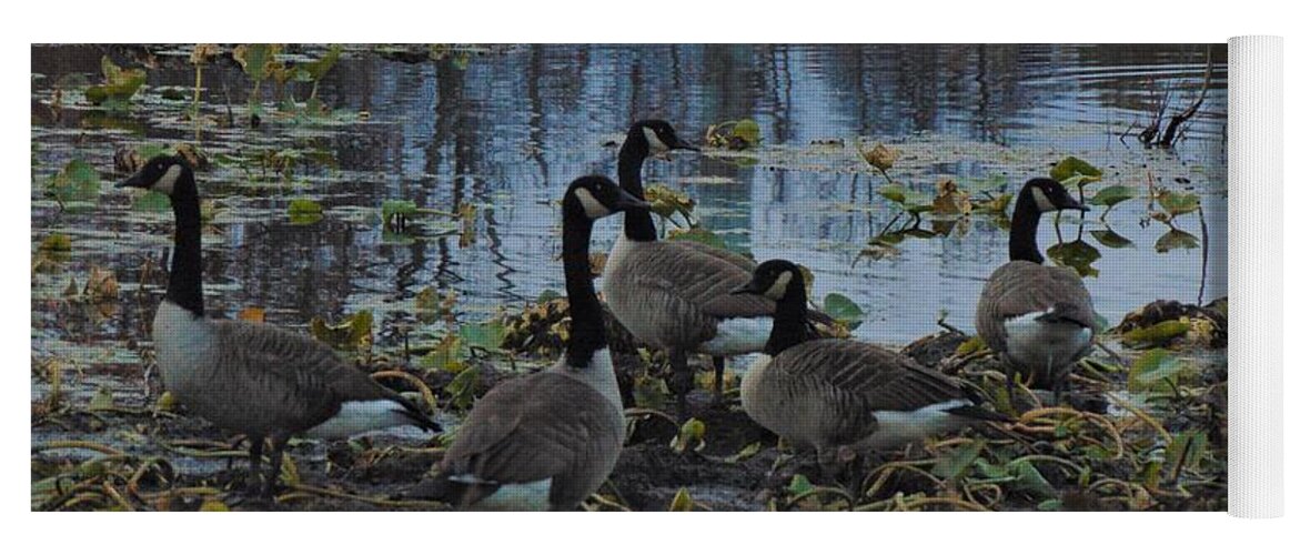 Ducks Yoga Mat featuring the photograph Duck Gathering by Antonio Moore