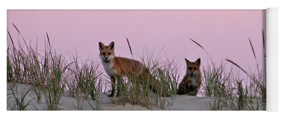 Animals Yoga Mat featuring the photograph Dune Foxes by Robert Banach