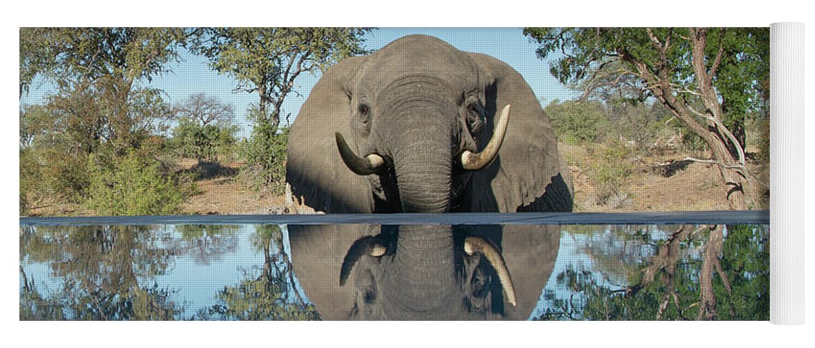 Africa Yoga Mat featuring the photograph African Elephant Reflection by Mark Hunter