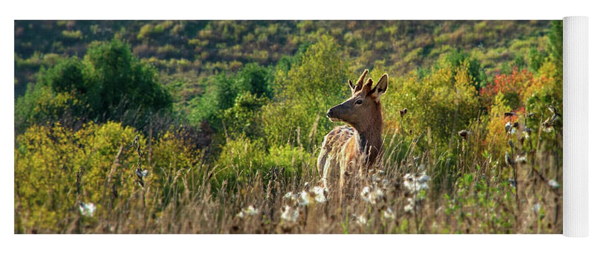 Elk Yoga Mat featuring the photograph Elk In Fall Field by Christina Rollo