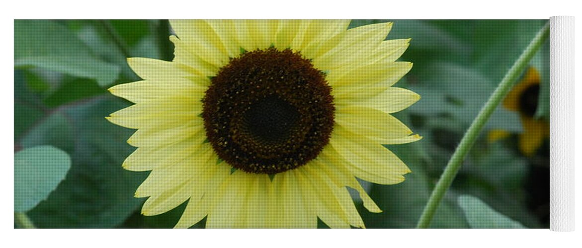 Exclusive Sunflowers Yoga Mat featuring the photograph Exclusive Sunflower by Ee Photography