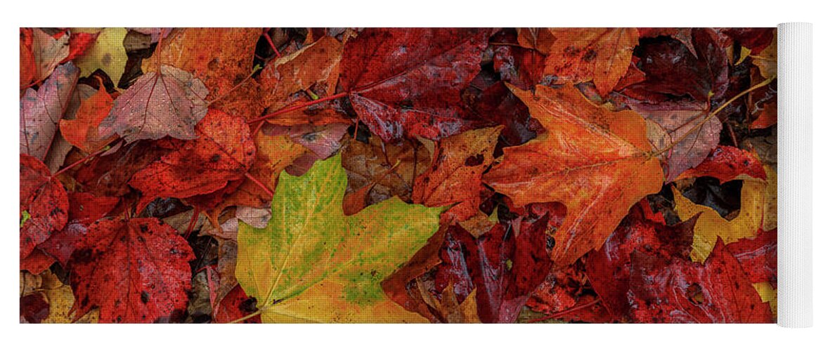 Autumn Yoga Mat featuring the photograph Fall Colors by Rob Davies