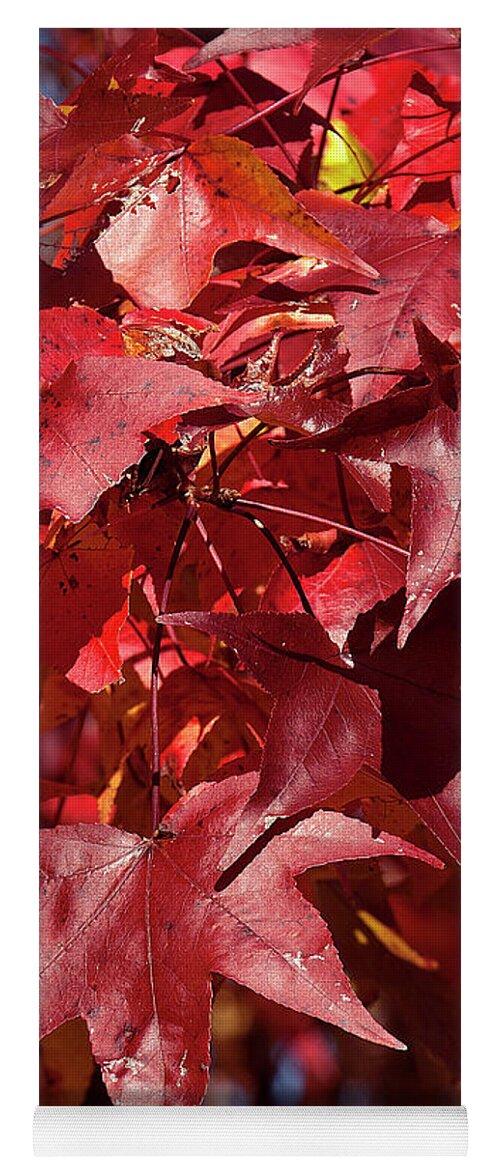 Sweetgum Family Yoga Mat featuring the photograph Fall Sweetgum Leaves DF005 by Gerry Gantt