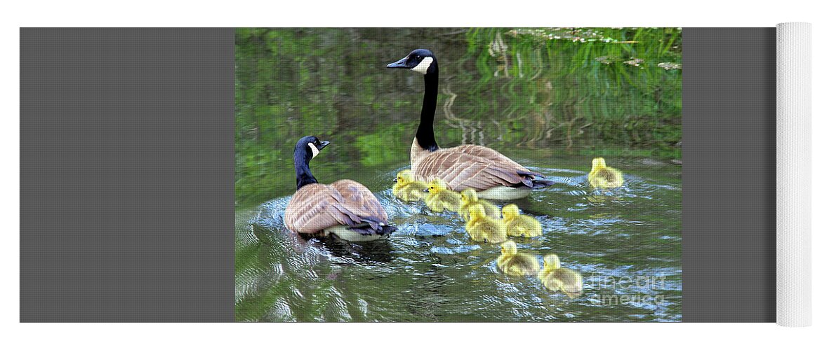 Branta Canadensis Yoga Mat featuring the photograph family of Canada geese in water swimming with eight goslings by Robert C Paulson Jr