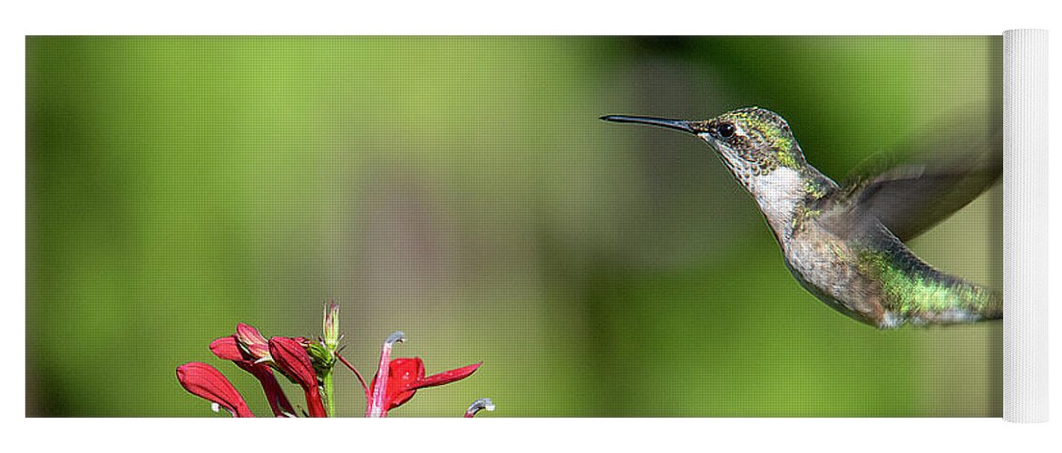Nature Yoga Mat featuring the photograph Female Ruby-throated Hummingbird DSB0320 by Gerry Gantt
