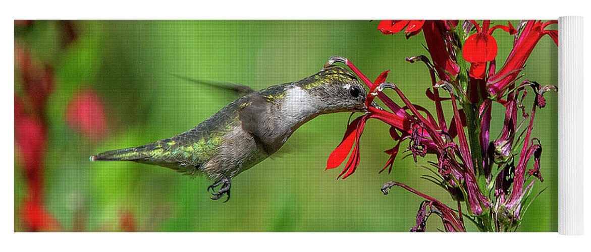 Nature Yoga Mat featuring the photograph Female Ruby-throated Hummingbird DSB0324 by Gerry Gantt
