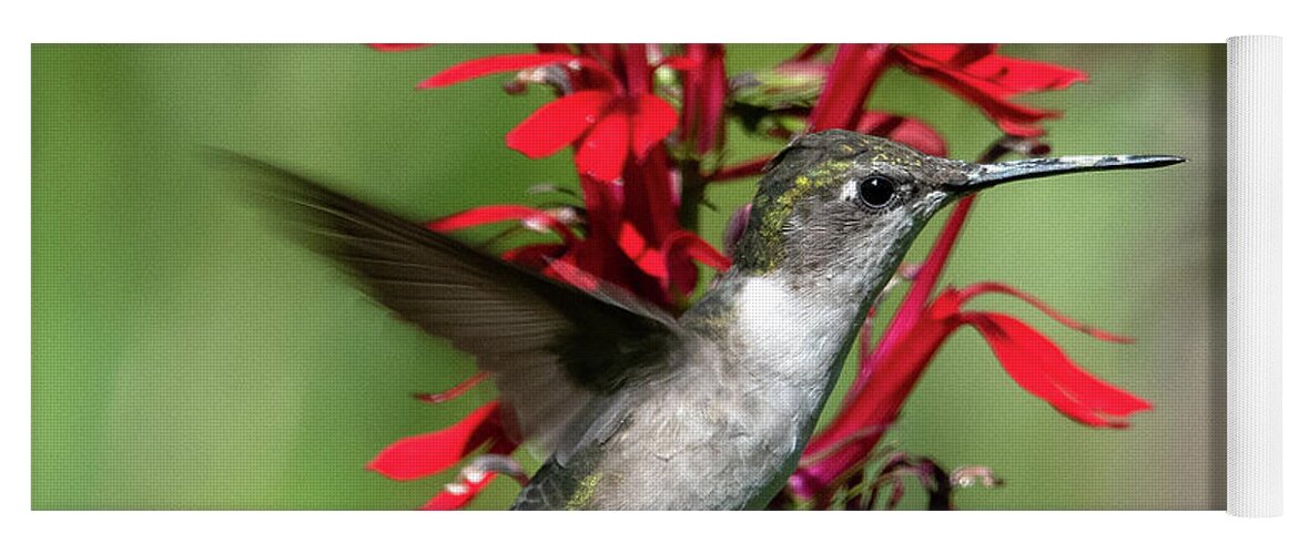 Nature Yoga Mat featuring the photograph Female Ruby-throated Hummingbird DSB0325 by Gerry Gantt