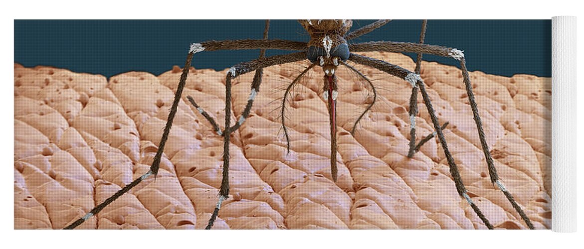 Aedes Yoga Mat featuring the photograph Female Yellow Fever Mosquito, Sem by Eye Of Science