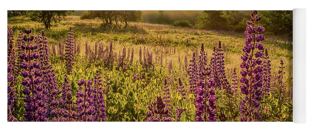 Amazing New England Artworks Yoga Mat featuring the photograph Fields Of Lupine by Jeff Sinon