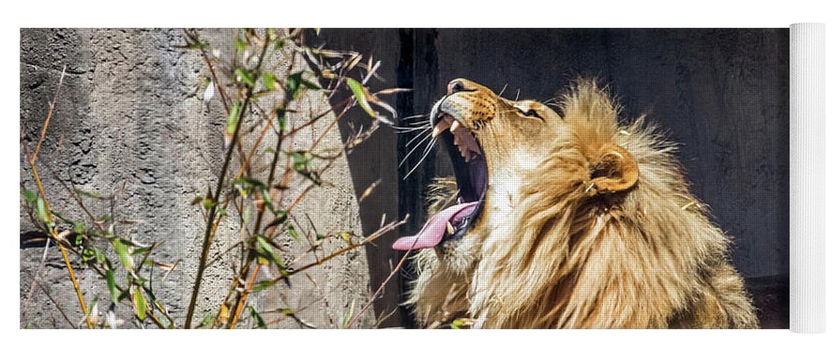 Lion Yoga Mat featuring the photograph Fierce Yawn by Kate Brown