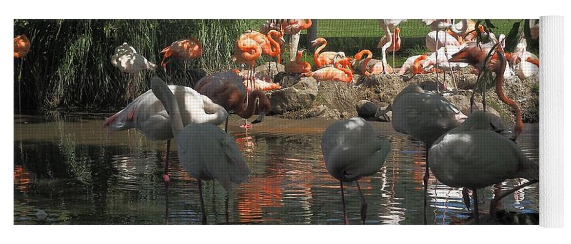 Wildlife Yoga Mat featuring the photograph Flamingos on the Pond by Richard Thomas