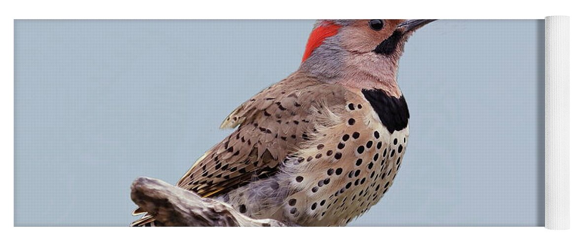 Northern Yellow-shafted Flicker Yoga Mat featuring the photograph Flicker Of North America-1 by Gail Huddle