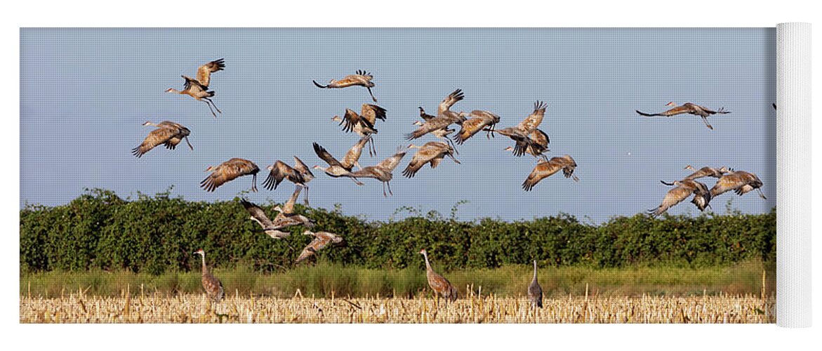 Cranes Yoga Mat featuring the photograph Flock of Cranes Take Off by Lisa Malecki