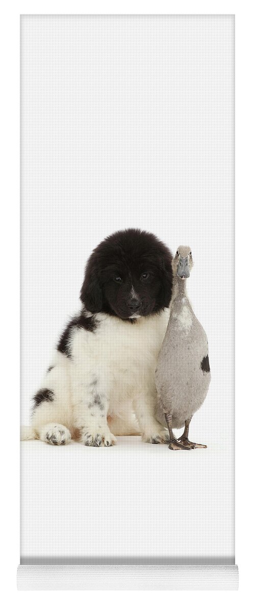 Indian Runner Duck Yoga Mat featuring the photograph Fluff and feather together. by Warren Photographic