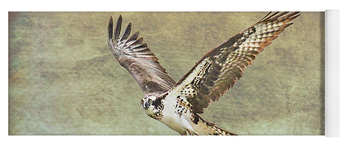 Osprey Yoga Mat featuring the photograph Flying Osprey by Jennifer Grossnickle