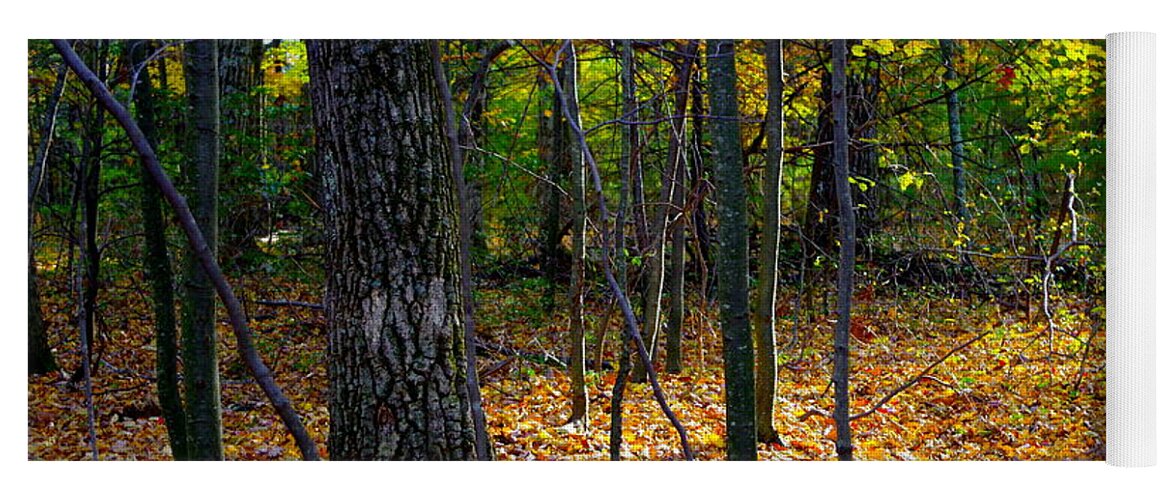 Forest In The Poconos Yoga Mat featuring the photograph Forest In The Poconos by Barbra Telfer
