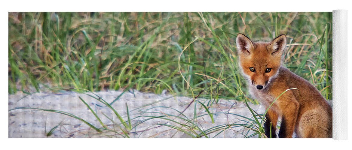 Fox Yoga Mat featuring the photograph Red Fox Kit on Carrot Island by Bob Decker