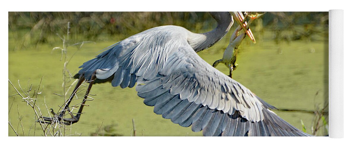 Great Blue Heron Yoga Mat featuring the photograph Frog for Lunch by Jerry Griffin
