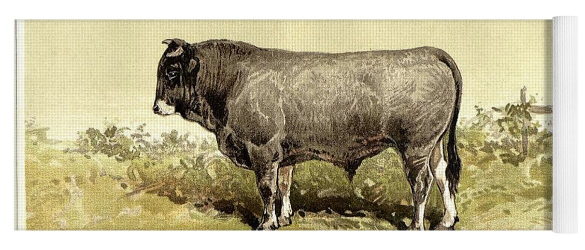 Bull Yoga Mat featuring the painting Gascon bull 1895 by Celestial Images