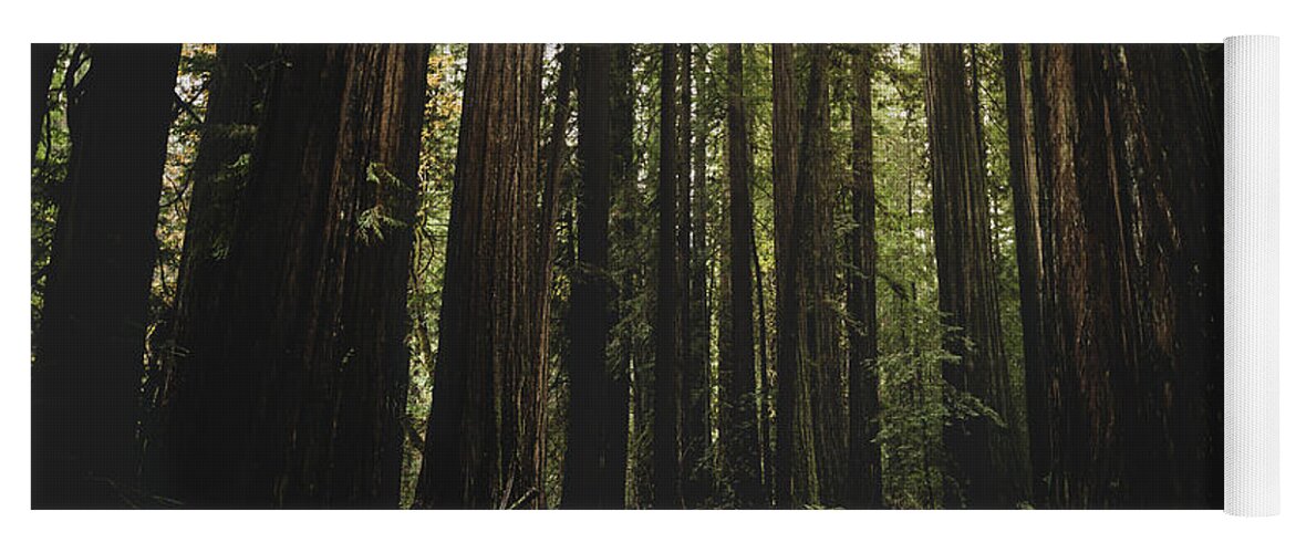 Inspiration Yoga Mat featuring the photograph Giant Redwood Forest, Northern California, America - November 30 by Ryan Kelehar