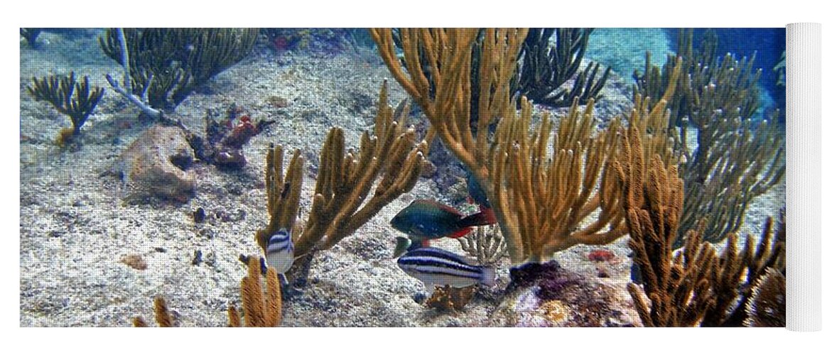 Gorgonian Coral Yoga Mat featuring the photograph Gorgonian Parrotfish by Climate Change VI - Sales