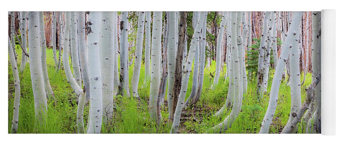 America Yoga Mat featuring the photograph Grand Canyon Birch Trees by Inge Johnsson