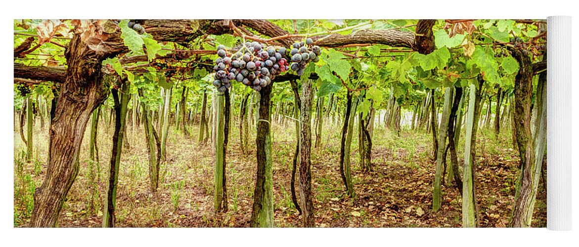 Grape Yoga Mat featuring the photograph Grapes on a Vineyard by Weston Westmoreland