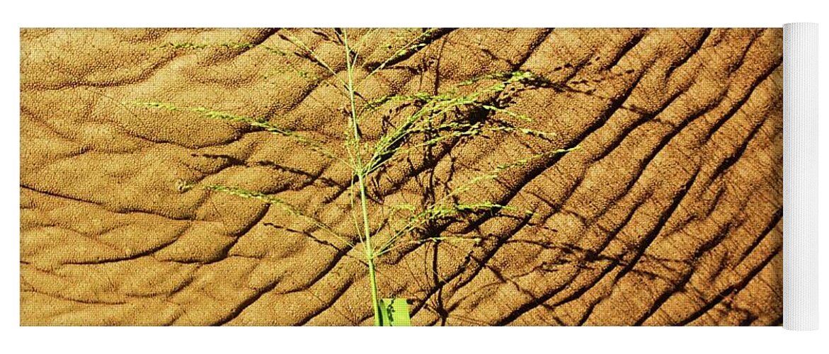 Texture Yoga Mat featuring the photograph Grass before and after by Fred Bailey